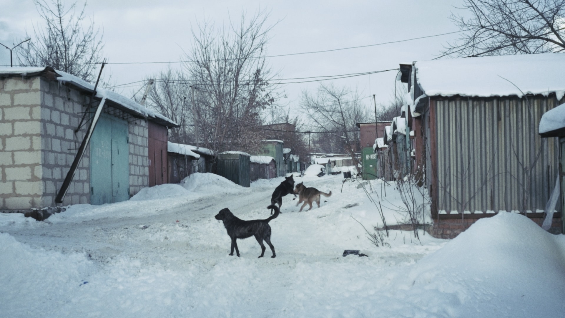 apocalypse-neige-documentaire-whispers-extinction